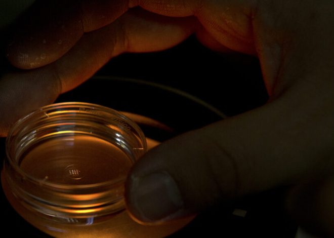 Scientists provide for a 10 -year ban on the CRISPR for the edition of germinal genes