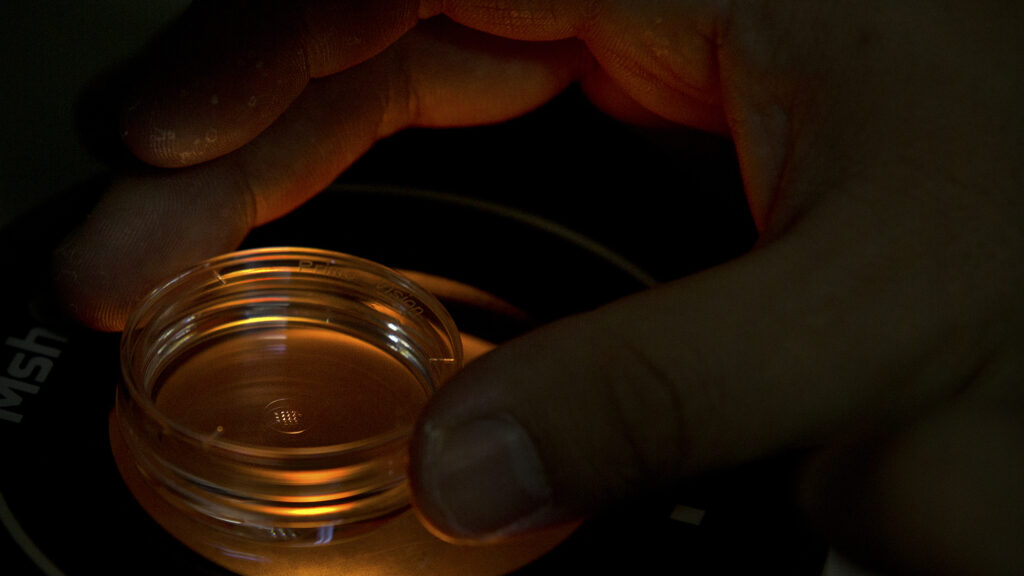 Scientists provide for a 10 -year ban on the CRISPR for the edition of germinal genes